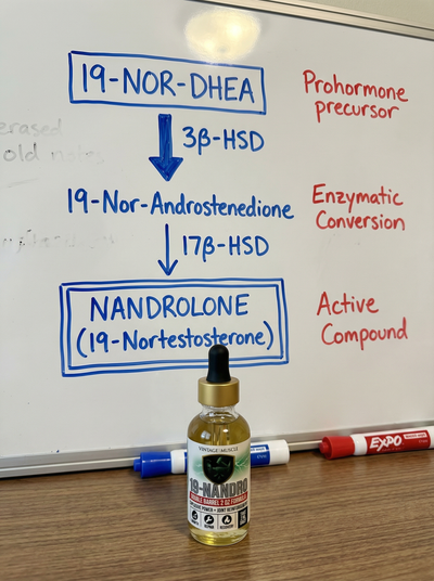 Old School Muscle & Strength, Joint Friendly - 19-Nandro