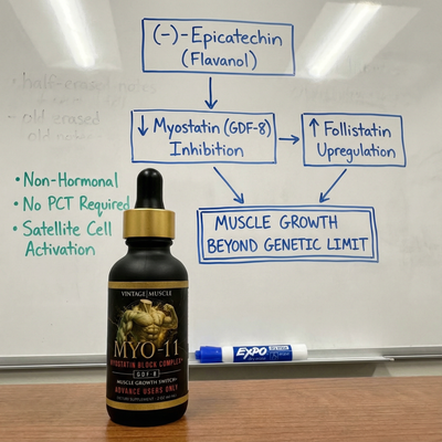 Myostatin Inhibitor Muscle Builder - MYO-11
